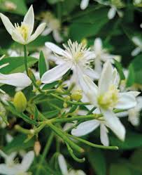 Image result for Cestrum nocturnum