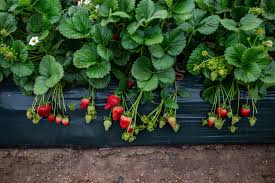For each offer ordered, get 3 potted plants (3 plants) grows in zones: Winter Strawberry Supply Peaking Early 2021 Produce News