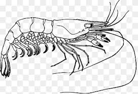 Namun demi memuaskan dan kalian tidak jenuh maka secara bertahap admin akan pastikan perlu update agar. Black Shrimp Png Images Pngwing