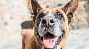 German shepherd mix is a hybrid dog developed by crossing the german shepherd with other pure breeds. German Shepherd Boxer Mix Boxer Shepherd Breed Information