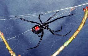 They are considered the most there are actually a few species in the genus latrodectus that are referred to as 'black widow' spiders in the united states of america, said sewlal. Dyk In Florida Santa Rosa County Emergency Management Facebook