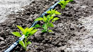 For ornamentals, any bottle can be used. Irrigation Without Irritation 3 Easy Diy Plant Watering Systems Plants For All Seasons Since 1973