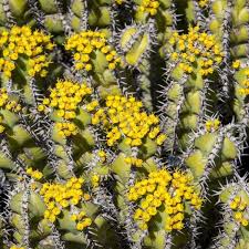 Image result for Euphorbia candelabrum