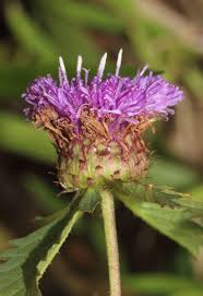 Image result for Centratherum