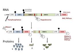Sie besteht aus zwei untereinheiten. Mrna Degradation Mechanisms