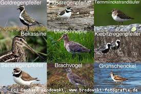 Weitere steckbriefe von tieren findest du im tierlexikon. Watvogel Steckbrief Brutzeiten Lebensraum Alter Feinde Nahrung