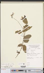 Image result for Eriosema parviflorum