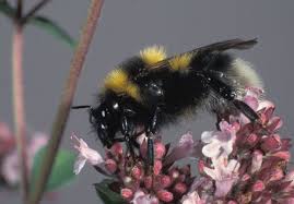 Image result for Bombus hortorum