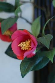 Tsubaki Camellia Japonica Flower Tsubaki Flower Camellia Japonica Japan Now Pinterest Pink Plant Most Beautiful Flowers Delicate Flower