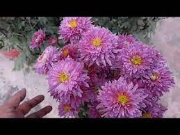 76 Aise Chrysanthemum Pots Zyada Sunder Lagenge Youtube Chrysanthemum Flowers Pot