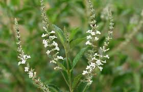 Image result for Lippia scaberrima