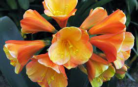 What do orange flowers mean? About Clivias