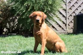 Eine kreuzung von nova scotia duck tolling & labrador retriever. Foxred Aus Der Deller Heide Labrador Retriever Zucht