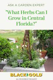 What Herbs Can I Grow In Central Florida Florida Gardening Outdoor Herb Garden Florida Plants