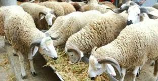 La date de l'aid el kebir 2018 est un grand mystère pour chacun il faut observer la lune, le bel astre annonce la venue du jour saint l'islam est en fête en. How Moroccans Celebrate Eid Al Adha