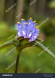 Image result for Cyanotis foecunda