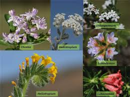 Image result for Boraginaceae
