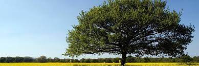 Oaktree specialty lending is a specialty finance company that seeks to generate current income and capital appreciation for investors. Oaktree Capital Management Annualreports Com