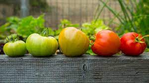 Check spelling or type a new query. Green Tomatoes Or Bust How To Ripen When To Eat Pass The Pistil