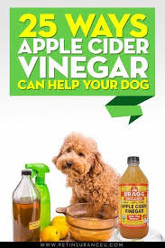 Apple Cider Vinegar Dog Treatments Apple Cider Vinegar Or Apple Cider Vinegar Dogs Apple Cider Vinegar Benefits Apple Cider Vinegar Uses