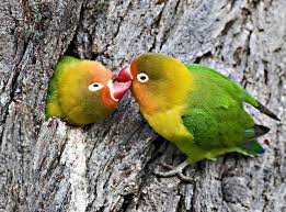 How To Care For Pet Lovebirds Love Birds Pet Love Birds Pet Birds