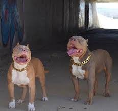 Gold Chain For Loyal With Images Pitbull Terrier Pitbulls American Pitbull Terrier