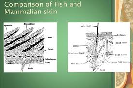 The Anatomy Of Fish