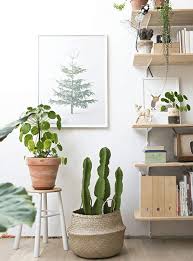 Et quoi de mieux qu'un aÿ cactus ✨ pour lui faire passer le message ? Plante Interieur Cactus Deco Et Tendance Cote Maison