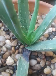 Root rot unhealthy aloe plant. Cactus And Succulents Forum Aloe Vera Leaf Dying Garden Org