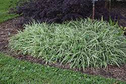 Image result for Chlorophytum silvaticum