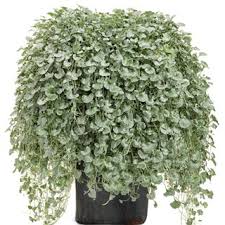Image result for Dichondra