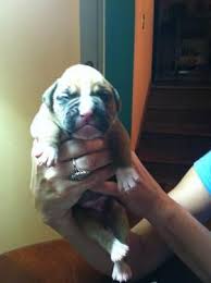 We did not find results for: Boxer Puppies For Sale In Griffin Georgia Animals Nstuff