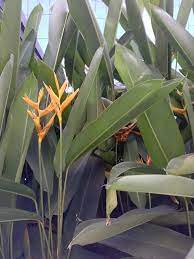 The jade plant (crassula ovata) is one of the most majestic plants with waxy leaves.it is an evergreen succulent plant native to several regions in south africa. Identify This Long Leaved Plant Having Big Orange Flowers Gardening Landscaping Stack Exchange