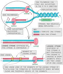 Protein Assembling To Perform Leading And Lagging Strand Dna Synthesis....  | Download Scientific Diagram