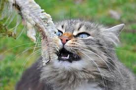 The jafari shia islam rules are approximately equivalent to kashrut rules. How Can Cats Eat Needle Like Fish Bones Without Hurting Their Mouth Quora