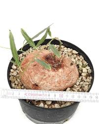 Image result for Ipomoea bolusiana