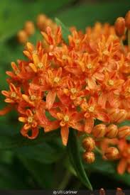 Flower Of Asclepias Tuberosa Butterfly Milkweed Asclepias Tuberosa Asclepias Plants