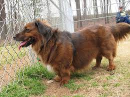 Top 25 Corgi Hybrids Corgi Cross Breeds Corgi Mix Corgi Dachshund
