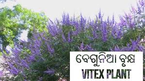 Image result for Vitex thyrsiflora