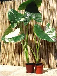Xl Rare Macrorrhiza Variegata Alocasia Elephant Ear Alocasia Plant Foliage Plants Plants