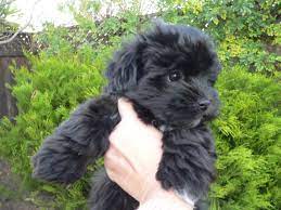 Bichon frise shih tzu mix black. Varsity Chihuahua Mix Premium Tee In 2021 Bichon Frise Puppy Havanese Puppies Havanese