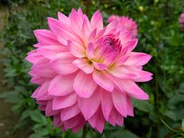 They are easy to care for and come in a variety of exotic colors and shapes. Miss Delilah Dahlia Barn