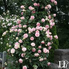 Eden Climber Climbing Roses Eden Rose Heirloom Roses