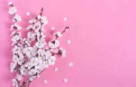 206 hololive hd wallpapers and background images. Wallpaper Flowers Background Sakura Images For Desktop Section Cvety Download