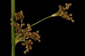 Image result for Juncus lomatophyllus