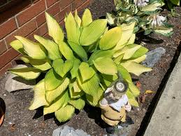 Yellow leaves are a sign of chlorosis in plants. My Hosta Is Turning Yellow Zone 6b Eastern Front Of Home Direct Light From 9am 3 30 4 Pm Gardening