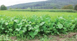 You can easily compare and choose from the 10 best food plot fertilizers for you. The Right Fertilizer To Food Plot Ratio Mossy Oak