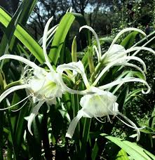 Image result for Ismene narcissiflora