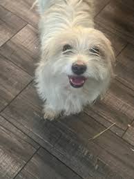 Found dog in Palm Desert area