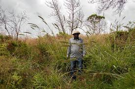 Image result for Setaria grandis